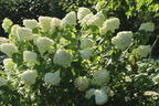 Rispenhortensie 'Grandiflora' - Hydrangea paniculata 'Grandiflora'