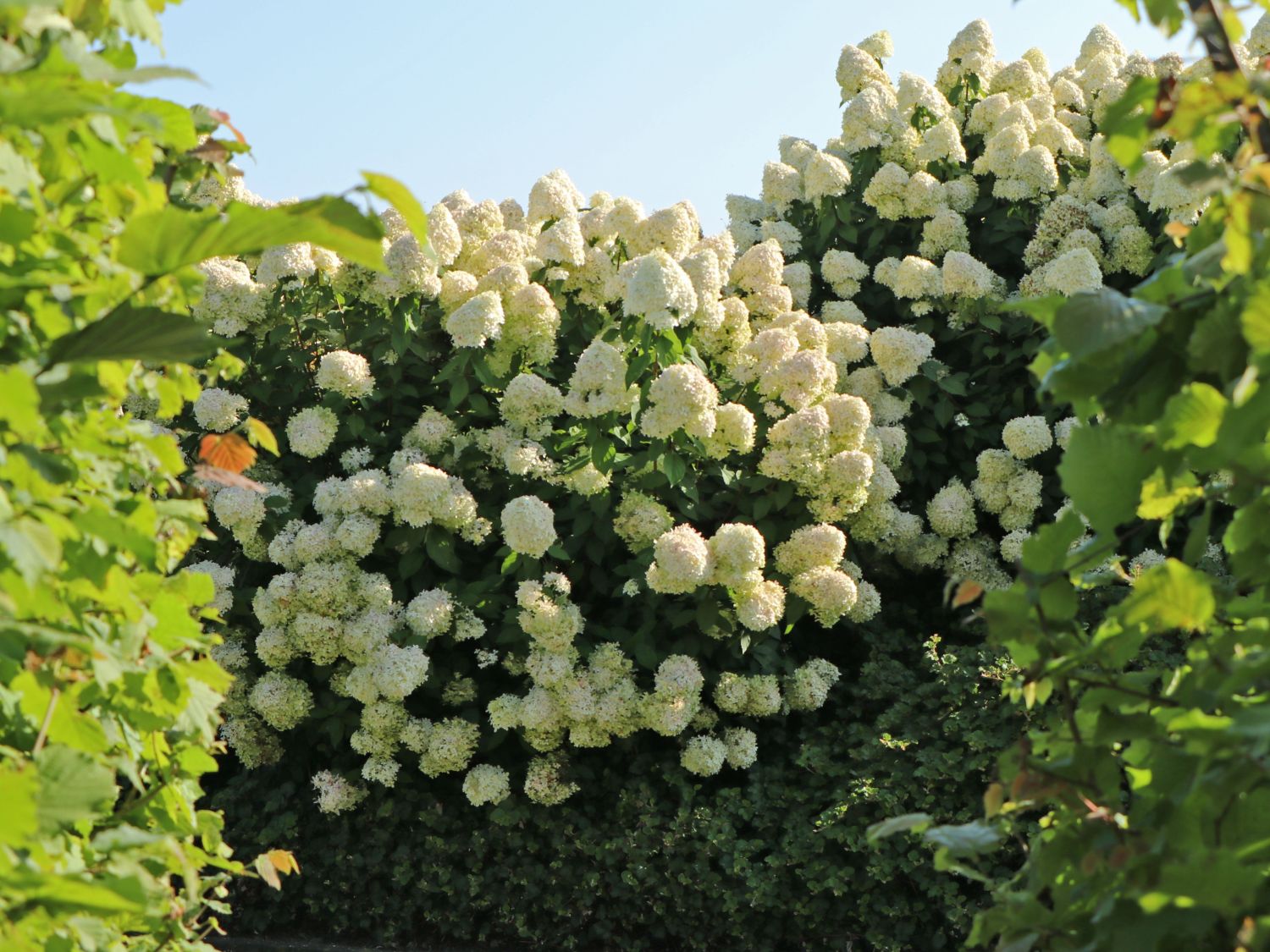 Rispenhortensie 'Grandiflora' - Hydrangea paniculata 'Grandiflora'