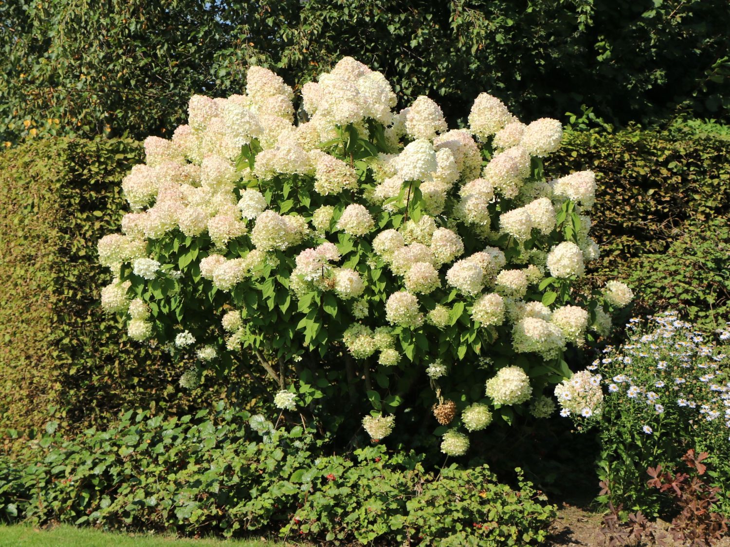 Rispenhortensie 'Grandiflora' - Hydrangea paniculata 'Grandiflora'