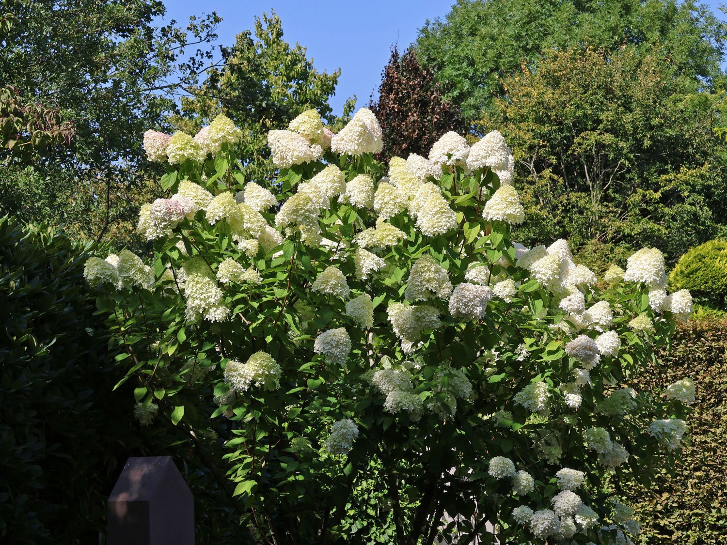 Rispenhortensie 'Grandiflora' - Hydrangea paniculata 'Grandiflora'