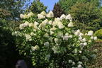 Rispenhortensie 'Grandiflora' - Hydrangea paniculata 'Grandiflora'