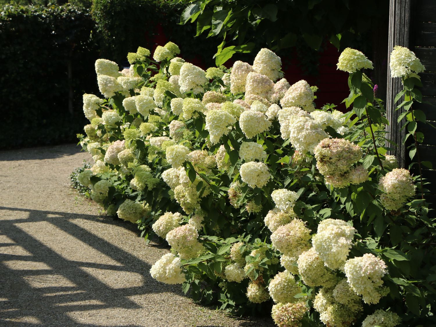 Rispenhortensie 'Hercules' - Hydrangea paniculata 'Hercules'