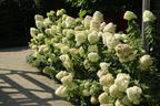 Rispenhortensie 'Hercules' - Hydrangea paniculata 'Hercules'