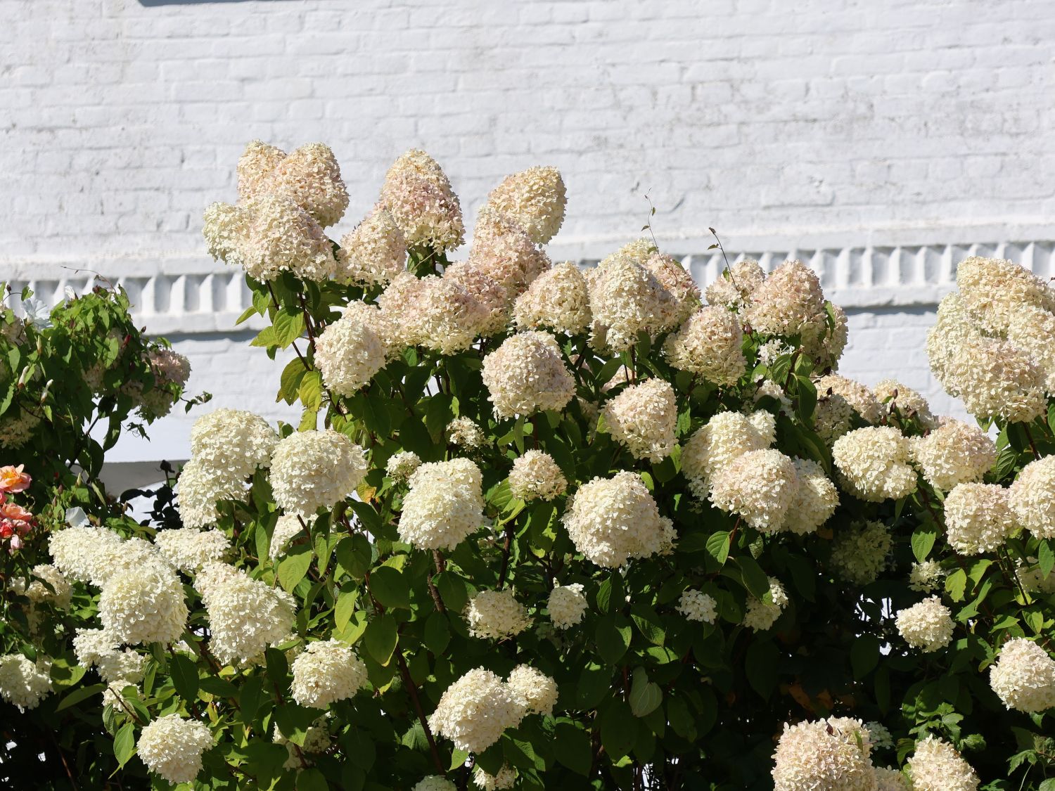 Rispenhortensie 'Hercules' - Hydrangea paniculata 'Hercules'