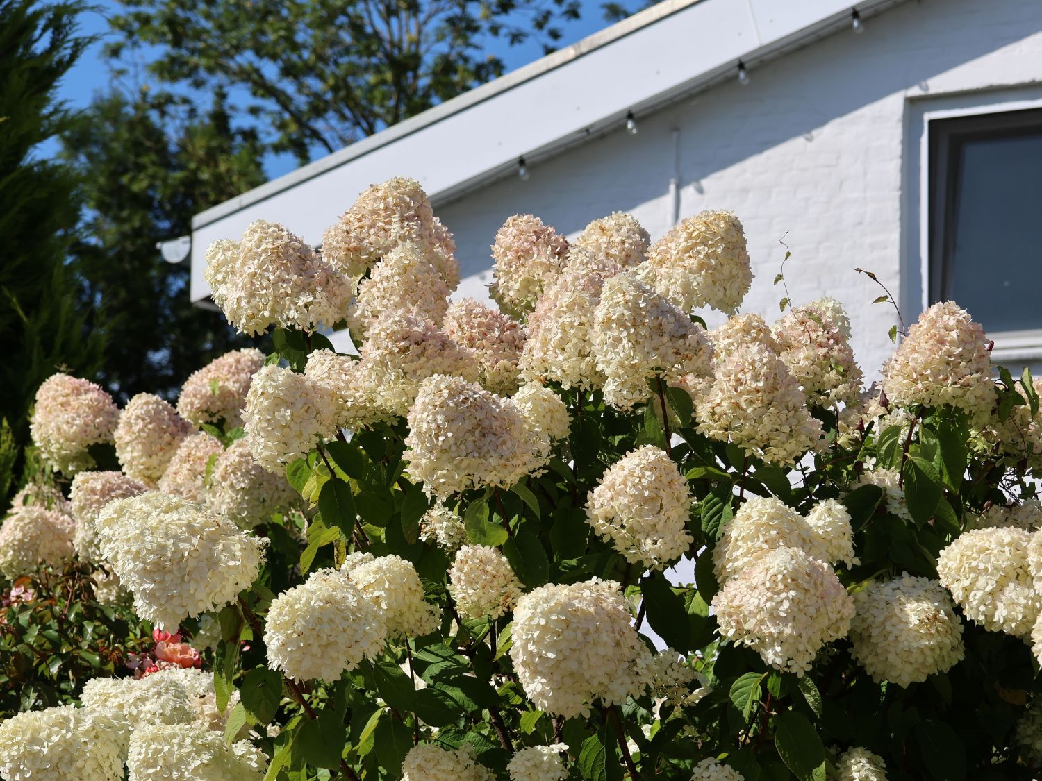 Rispenhortensie 'Hercules' - Hydrangea paniculata 'Hercules'