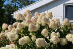 Rispenhortensie 'Hercules' - Hydrangea paniculata 'Hercules'
