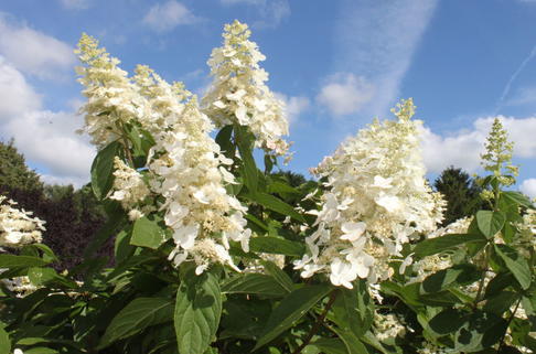 Rispenhortensie 'Kyushu' - Hydrangea paniculata 'Kyushu'
