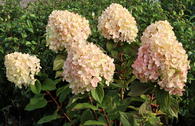 Rispenhortensie 'Lime Light Prime' ®