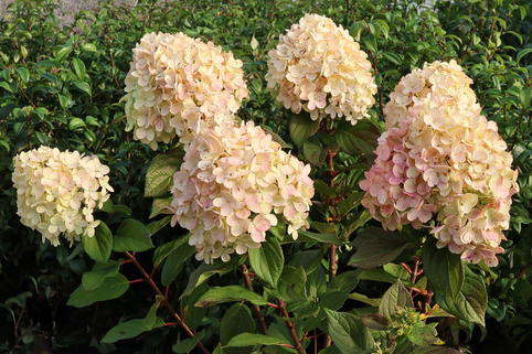 Rispenhortensie 'Lime Light Prime' ® - Hydrangea paniculata 'Lime Light Prime' ®