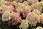Rispenhortensie 'Lime Light Prime' ® - Hydrangea paniculata 'Lime Light Prime' ®
