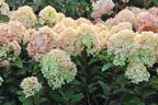 Rispenhortensie 'Lime Light Prime' ® - Hydrangea paniculata 'Lime Light Prime' ®