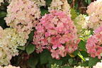 Rispenhortensie 'Lime Light Prime' ® - Hydrangea paniculata 'Lime Light Prime' ®