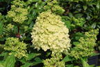 Rispenhortensie 'Lime Light Prime' ® - Hydrangea paniculata 'Lime Light Prime' ®