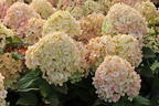 Rispenhortensie 'Lime Light Prime' ® - Hydrangea paniculata 'Lime Light Prime' ®