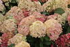 Rispenhortensie 'Lime Light Prime' ® - Hydrangea paniculata 'Lime Light Prime' ®