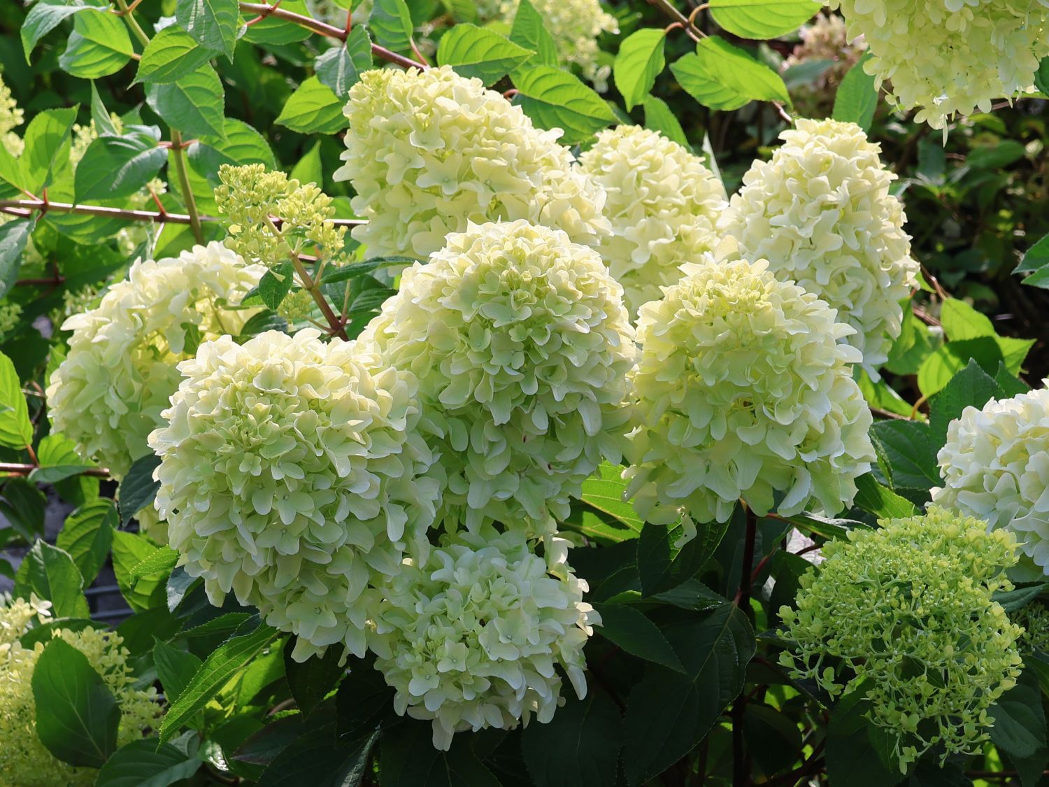 Rispenhortensie 'Little Fresco'
