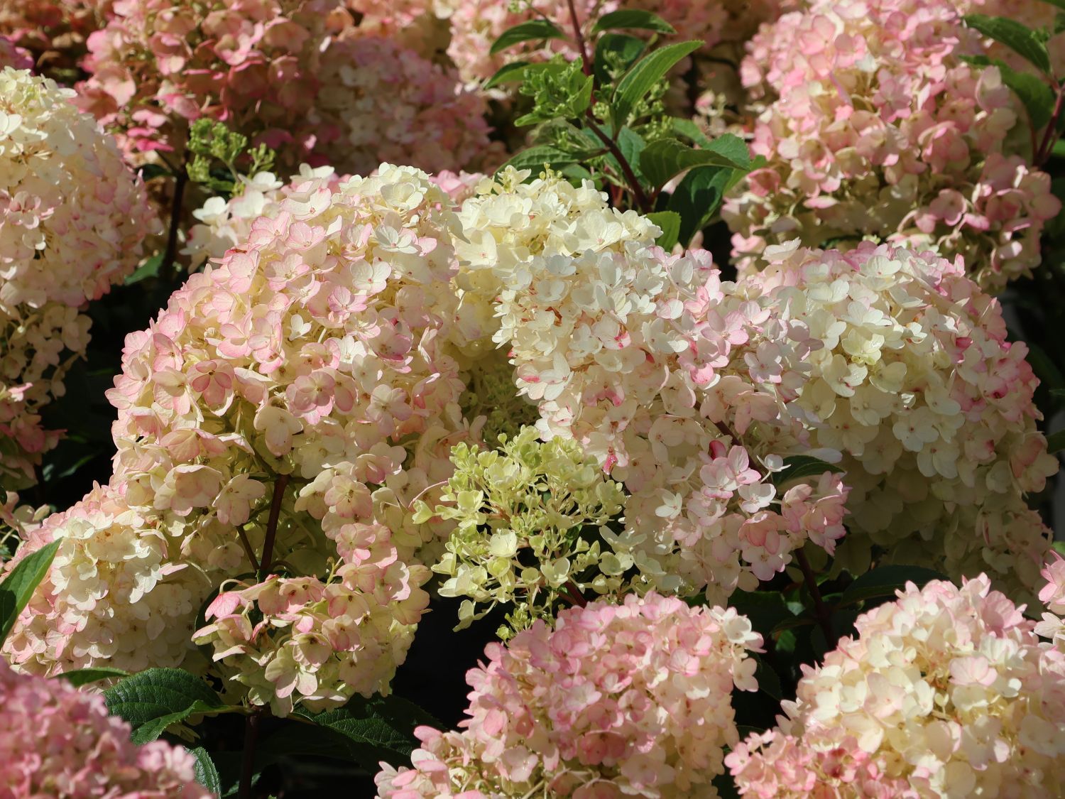 Rispenhortensie 'Living Little Blossom' - Hydrangea paniculata 'Living Little Blossom'