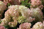 Rispenhortensie 'Living Little Blossom' - Hydrangea paniculata 'Living Little Blossom'