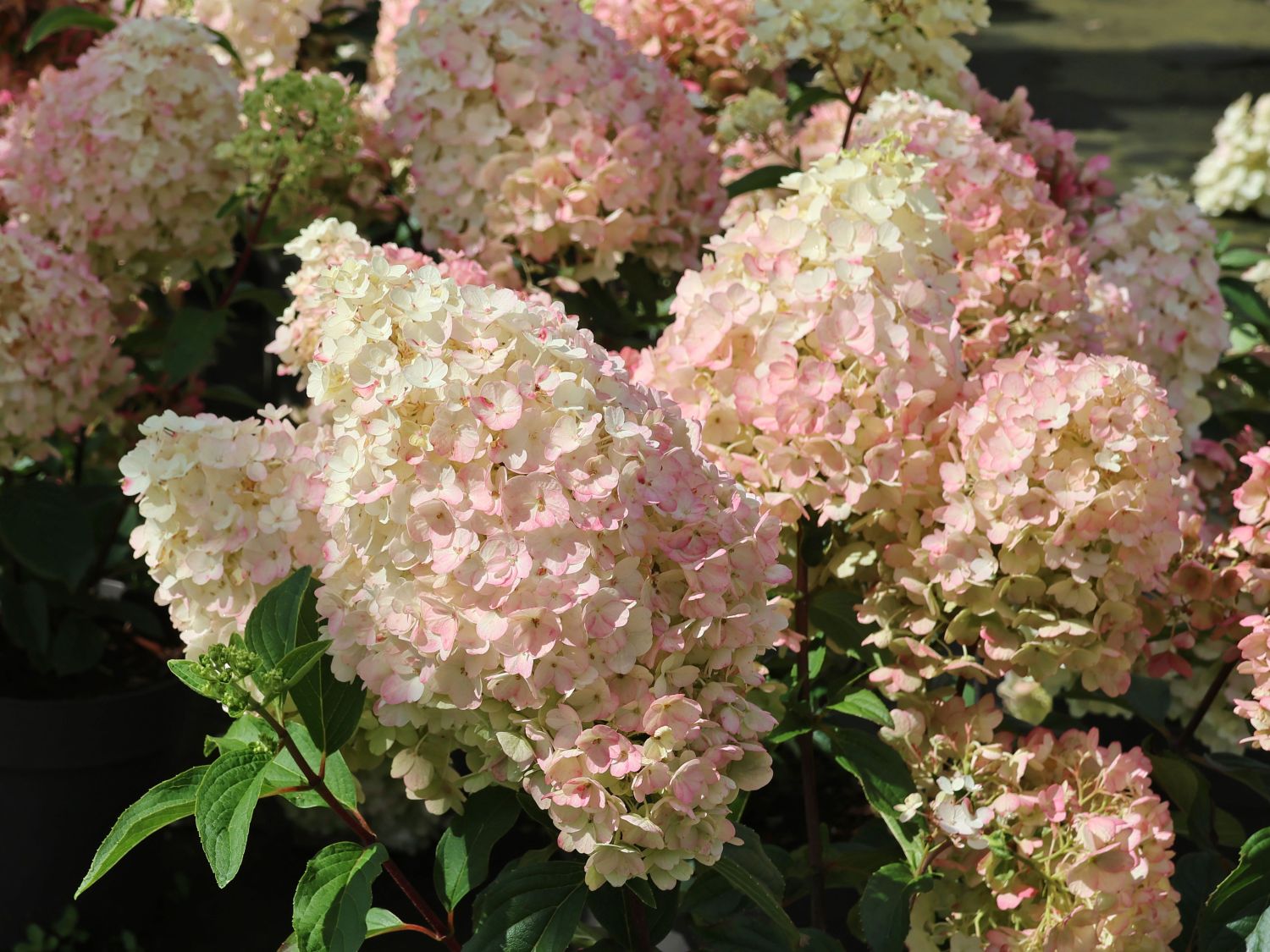 Rispenhortensie 'Living Little Blossom' - Hydrangea paniculata 'Living Little Blossom'