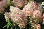 Rispenhortensie 'Living Little Blossom' - Hydrangea paniculata 'Living Little Blossom'