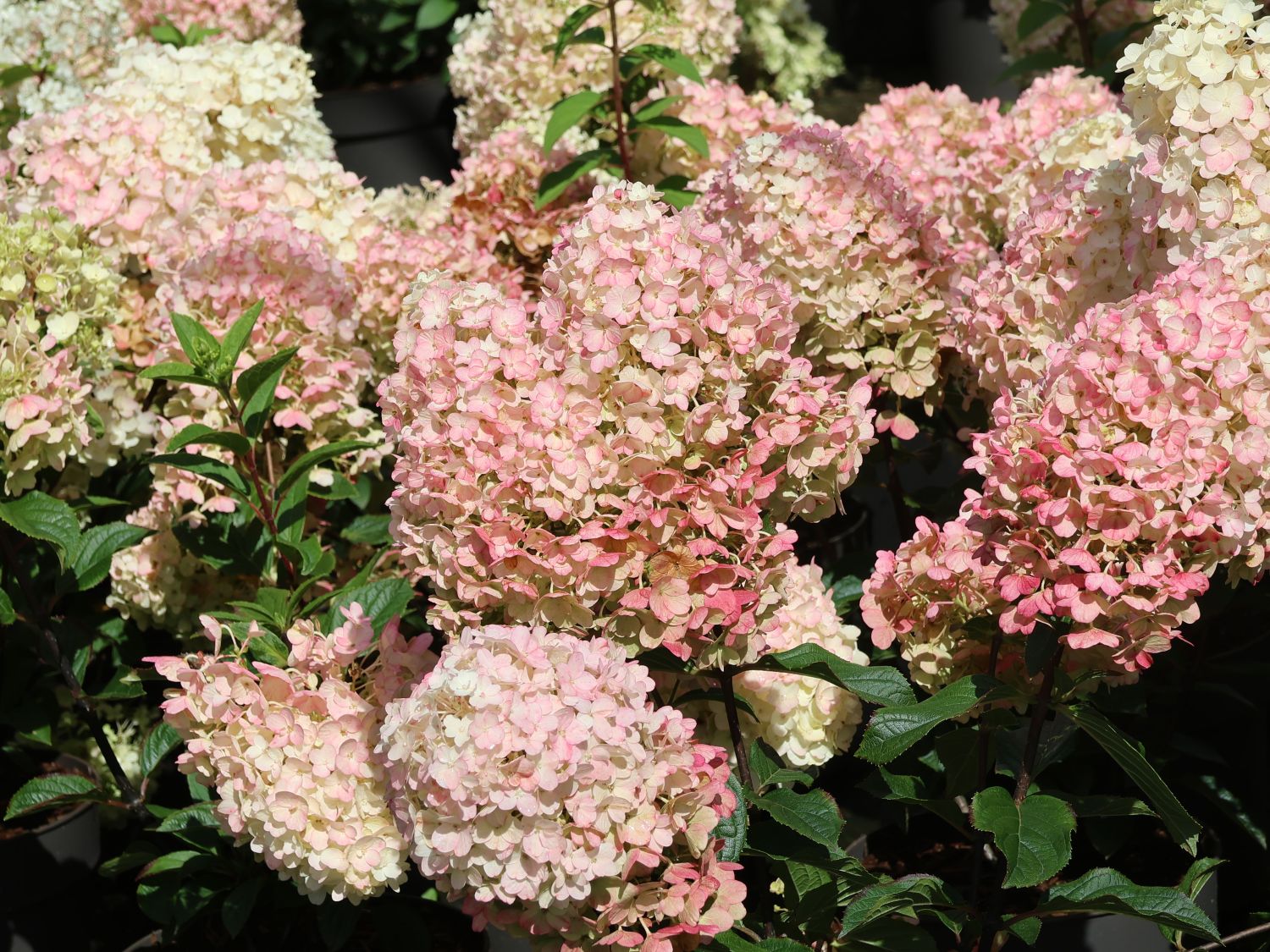 Rispenhortensie 'Living Little Blossom' - Hydrangea paniculata 'Living Little Blossom'