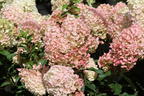 Rispenhortensie 'Living Little Blossom' - Hydrangea paniculata 'Living Little Blossom'