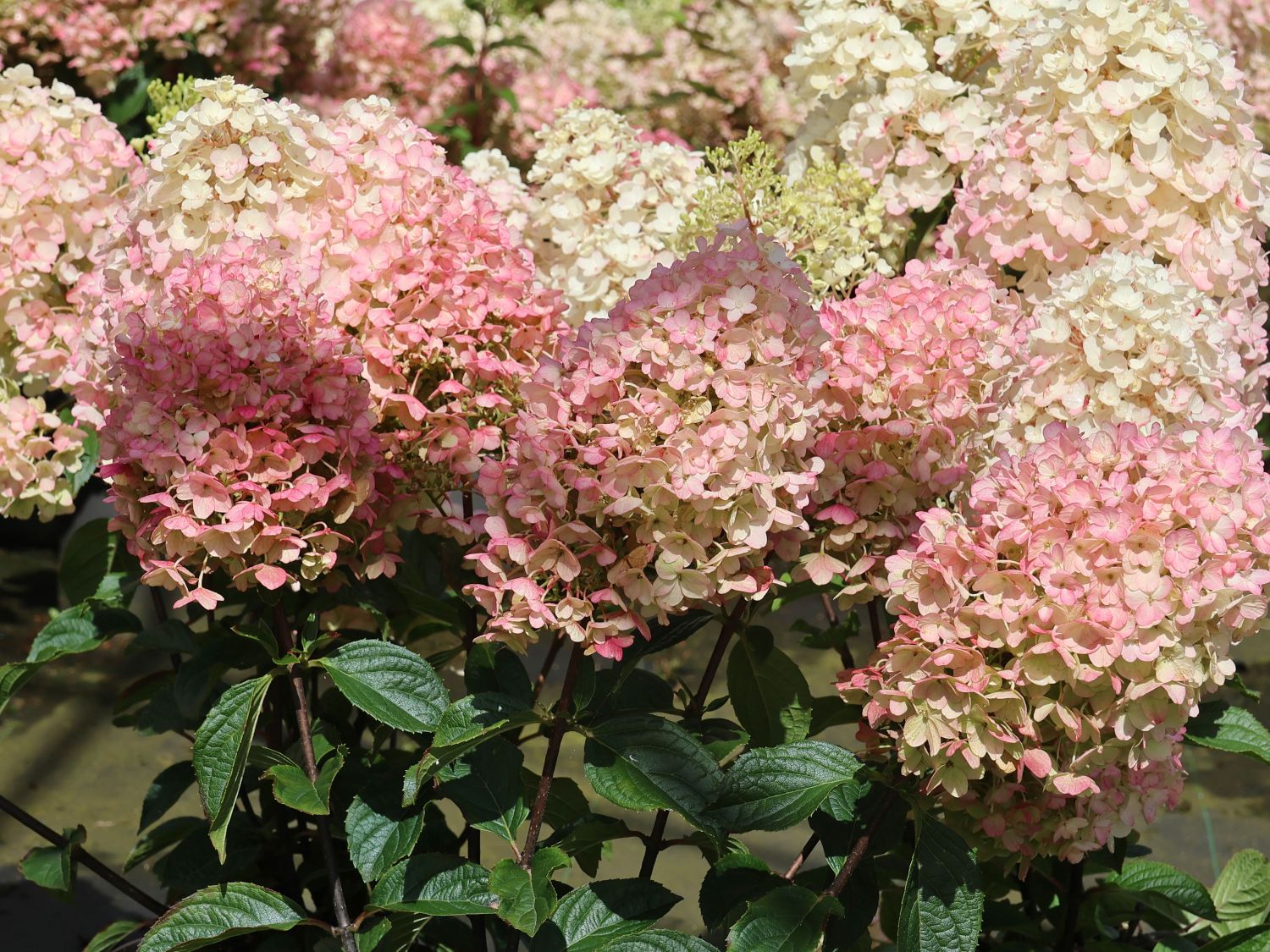 Rispenhortensie 'Living Little Blossom' - Hydrangea paniculata 'Living Little Blossom'