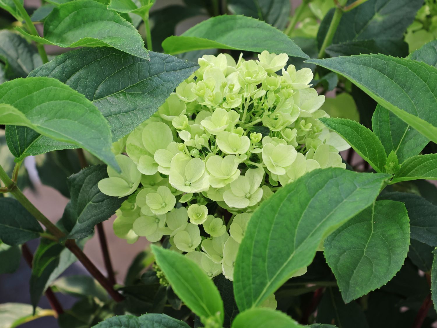 Rispenhortensie 'Living Little Blossom' - Hydrangea paniculata 'Living Little Blossom'