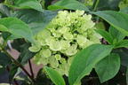 Rispenhortensie 'Living Little Blossom' - Hydrangea paniculata 'Living Little Blossom'