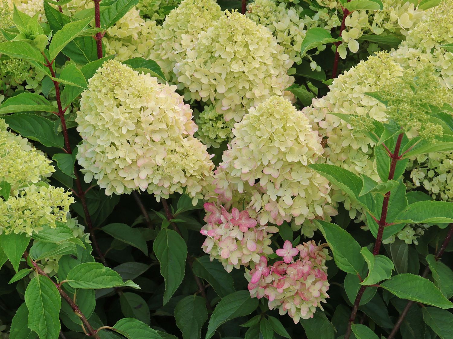 Rispenhortensie 'Living LITTLE PASSION' ® - Hydrangea paniculata 'Living LITTLE PASSION' ®