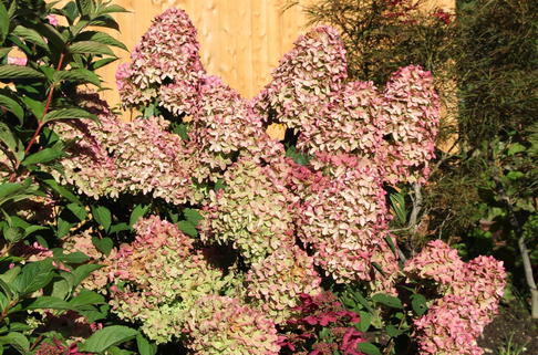 Rispenhortensie 'Magical Candle' ® - Hydrangea paniculata 'Magical Candle' ®
