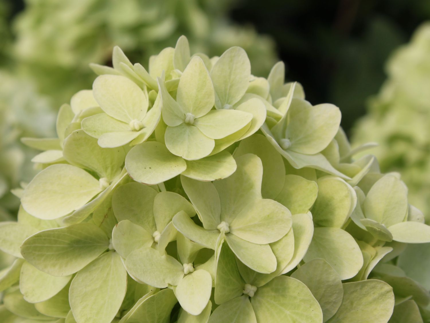 Rispenhortensie 'Magical Candle' ® - Hydrangea paniculata 'Magical Candle' ®