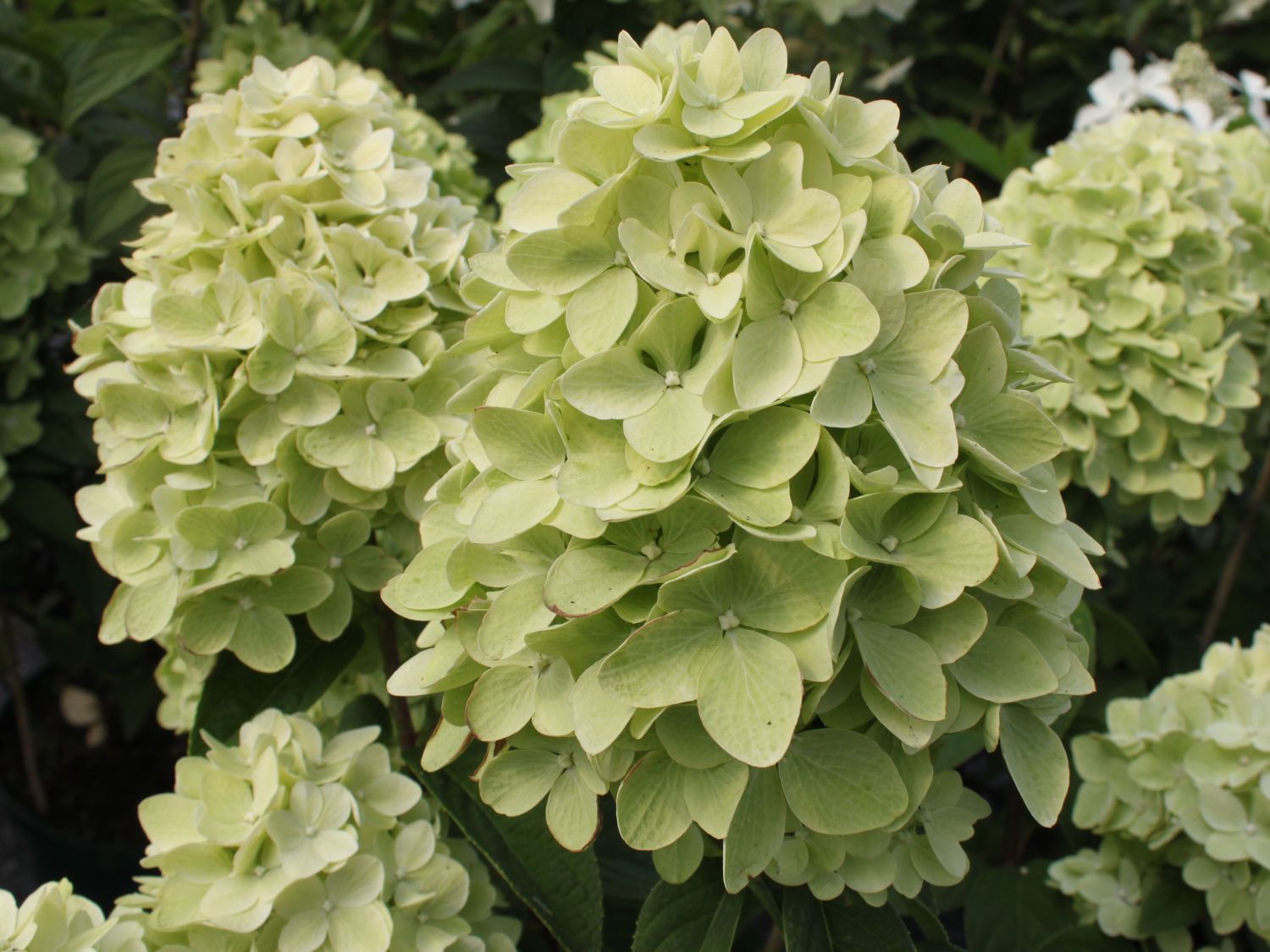 Rispenhortensie 'Magical Candle' ® - Hydrangea paniculata 'Magical Candle' ®