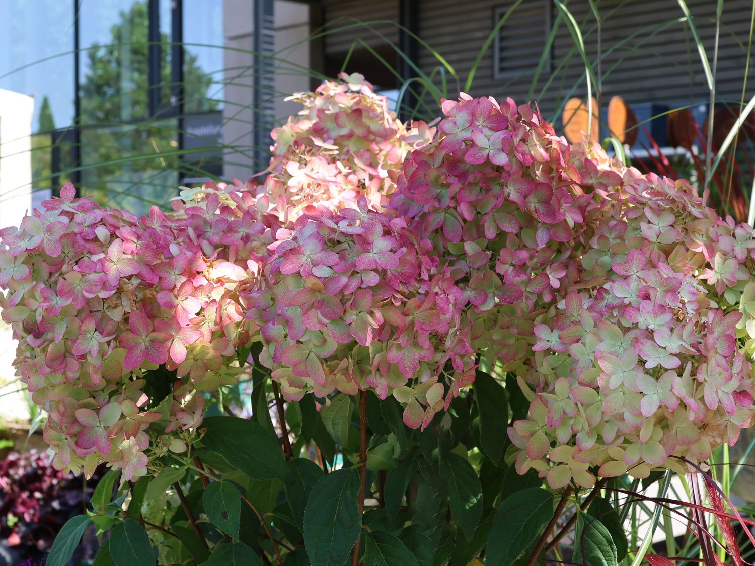 Rispenhortensie 'Magical Candle' ® - Hydrangea paniculata 'Magical Candle' ®