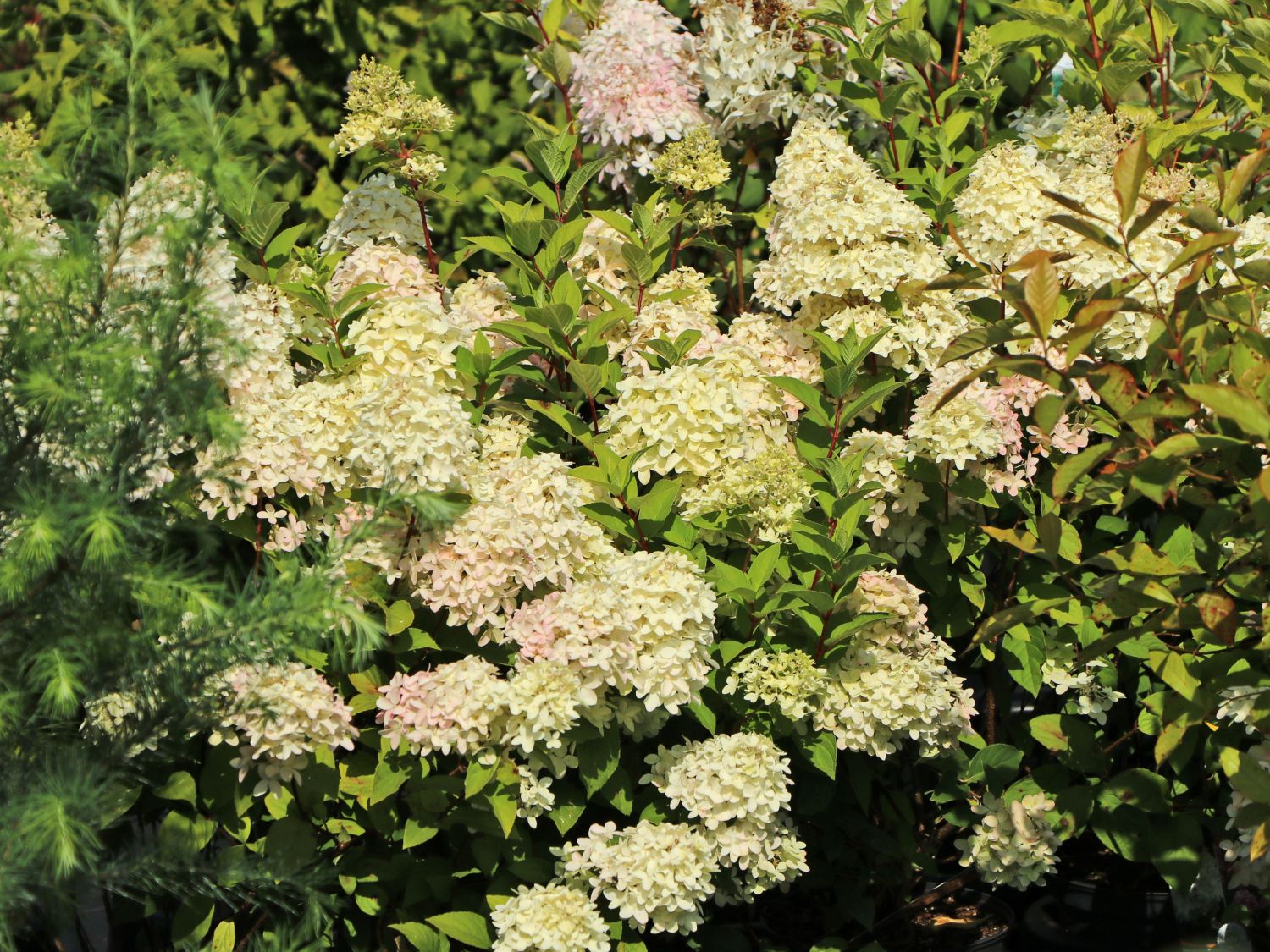 Rispenhortensie 'Magical Candle' ® - Hydrangea paniculata 'Magical Candle' ®