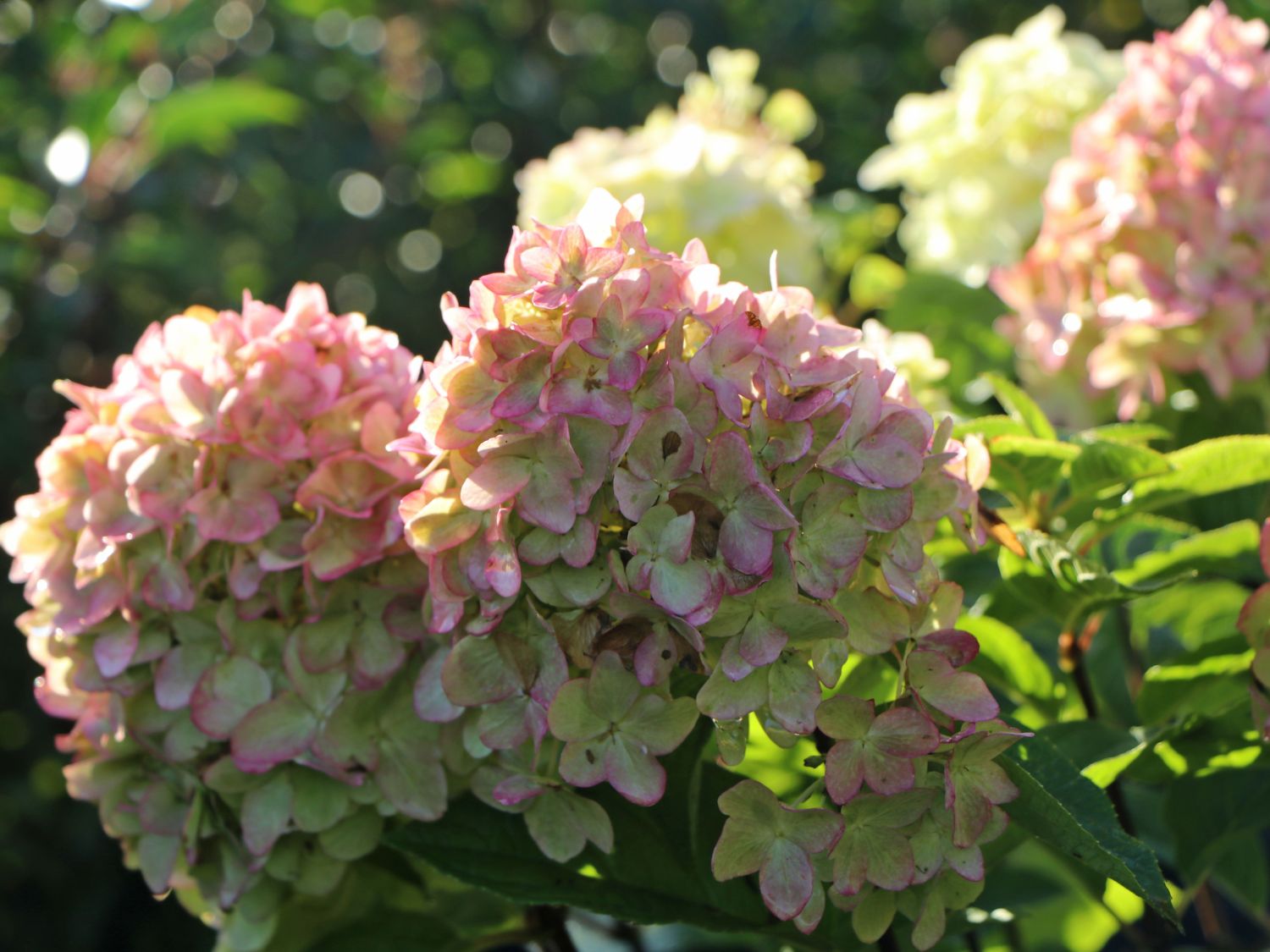 Rispenhortensie 'Magical Candle' ® - Hydrangea paniculata 'Magical Candle' ®