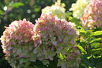 Rispenhortensie 'Magical Candle' ® - Hydrangea paniculata 'Magical Candle' ®