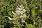 Rispenhortensie 'Magical Himalaya' - Hydrangea paniculata 'Magical Himalaya'