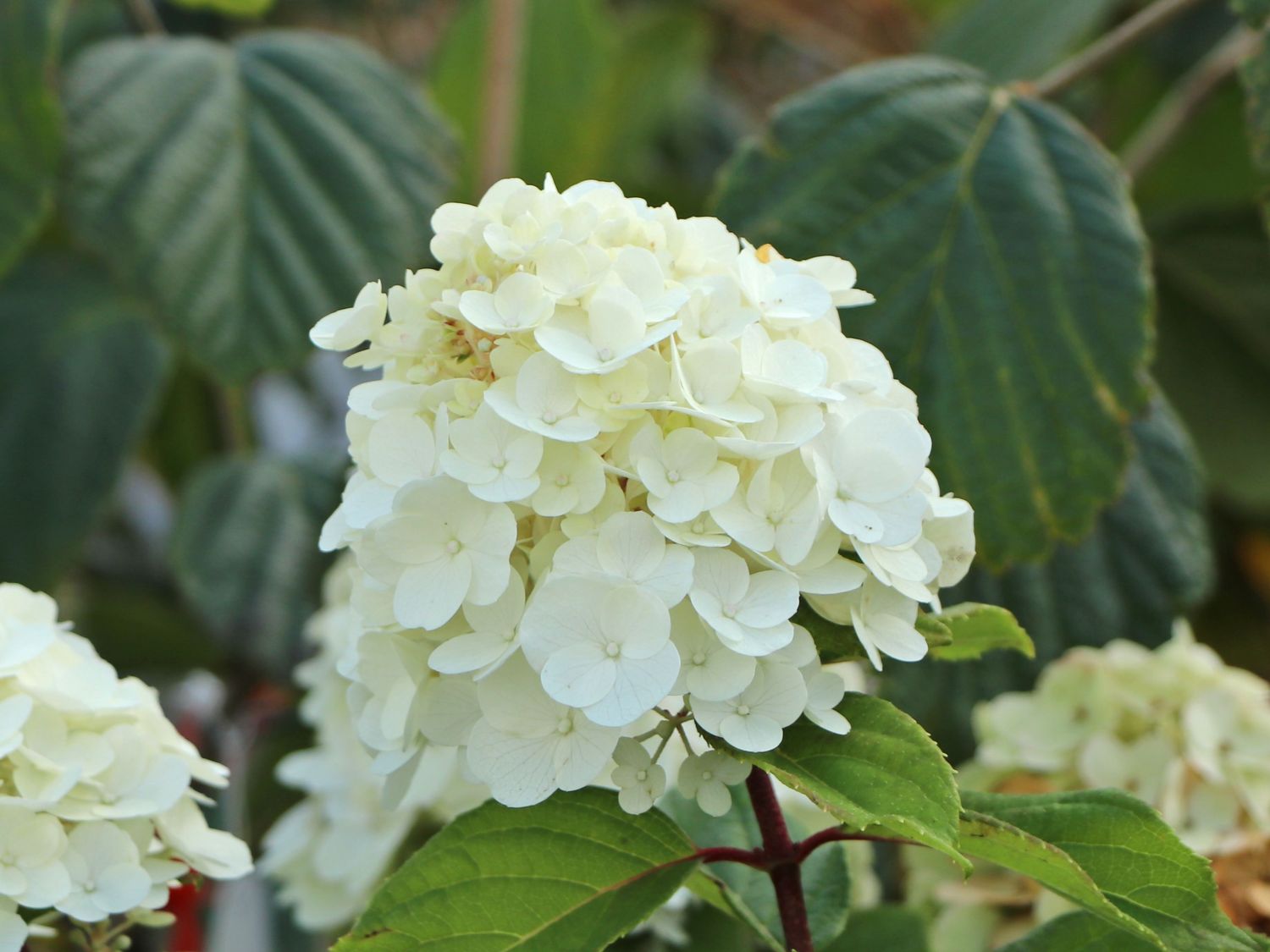 Rispenhortensie 'Magical Mont Blanc' ® - Hydrangea paniculata 'Magical Mont Blanc' ®
