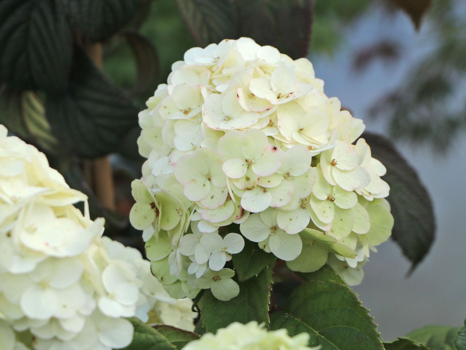 Rispenhortensie 'Magical Mont Blanc' ® - Hydrangea paniculata 'Magical Mont Blanc' ®