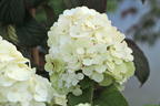 Rispenhortensie 'Magical Mont Blanc' ® - Hydrangea paniculata 'Magical Mont Blanc' ®