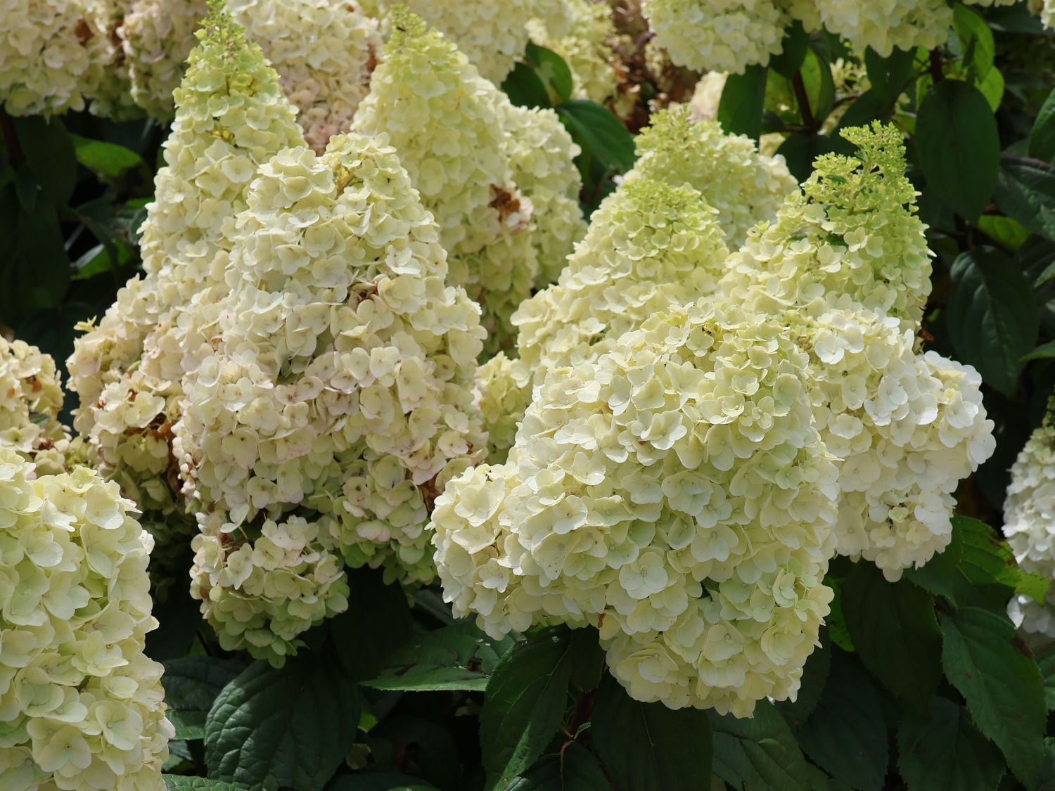 Rispenhortensie 'Magical Mont Blanc' ® - Hydrangea paniculata 'Magical Mont Blanc' ®