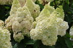 Rispenhortensie 'Magical Mont Blanc' ® - Hydrangea paniculata 'Magical Mont Blanc' ®