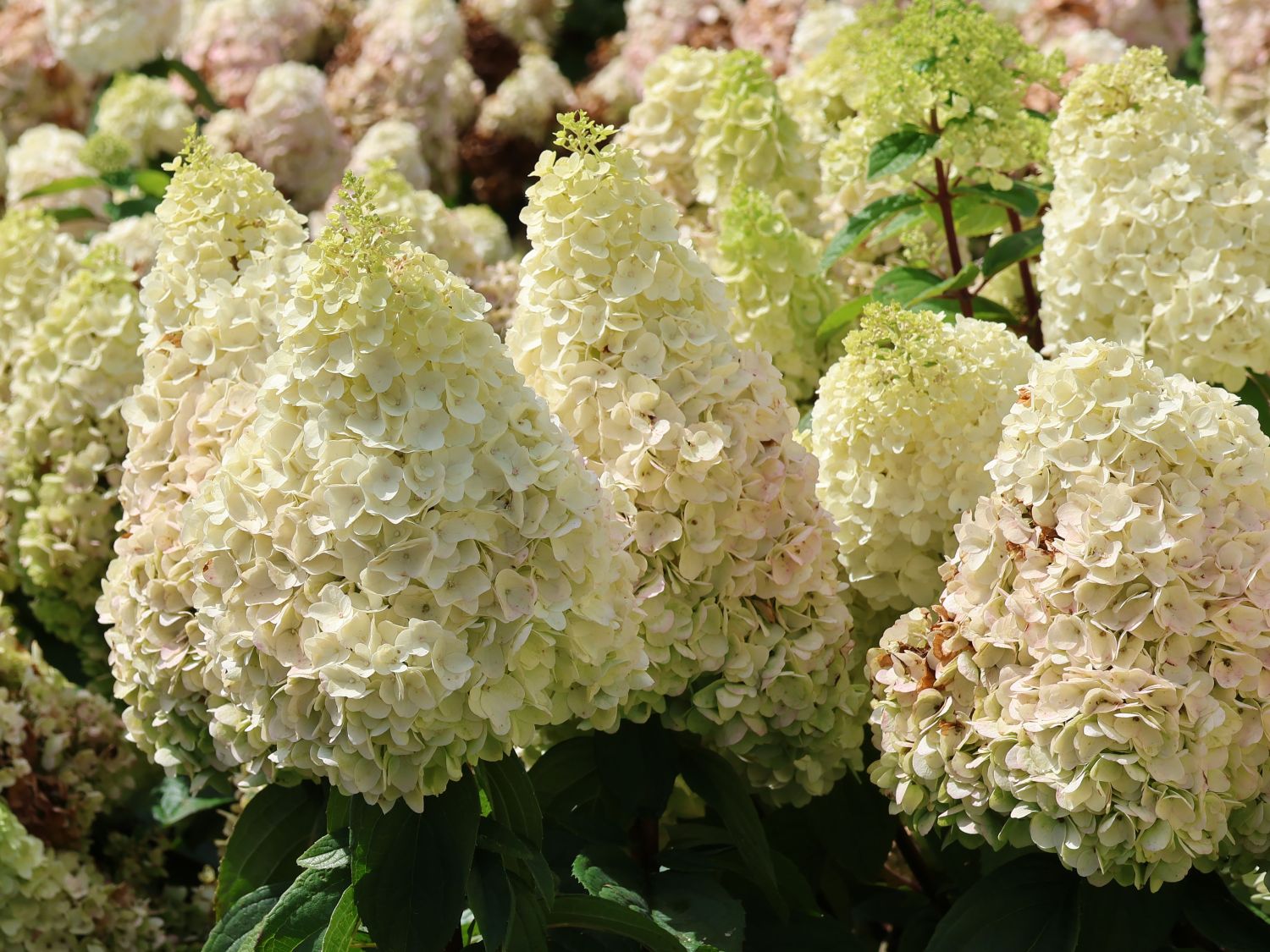 Rispenhortensie 'Magical Mont Blanc' ® - Hydrangea paniculata 'Magical Mont Blanc' ®