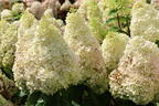 Rispenhortensie 'Magical Mont Blanc' ® - Hydrangea paniculata 'Magical Mont Blanc' ®
