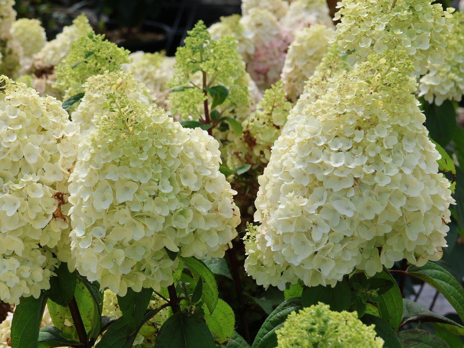 Rispenhortensie 'Magical Mont Blanc' ® - Hydrangea paniculata 'Magical Mont Blanc' ®