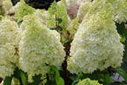 Rispenhortensie 'Magical Mont Blanc' ® - Hydrangea paniculata 'Magical Mont Blanc' ®
