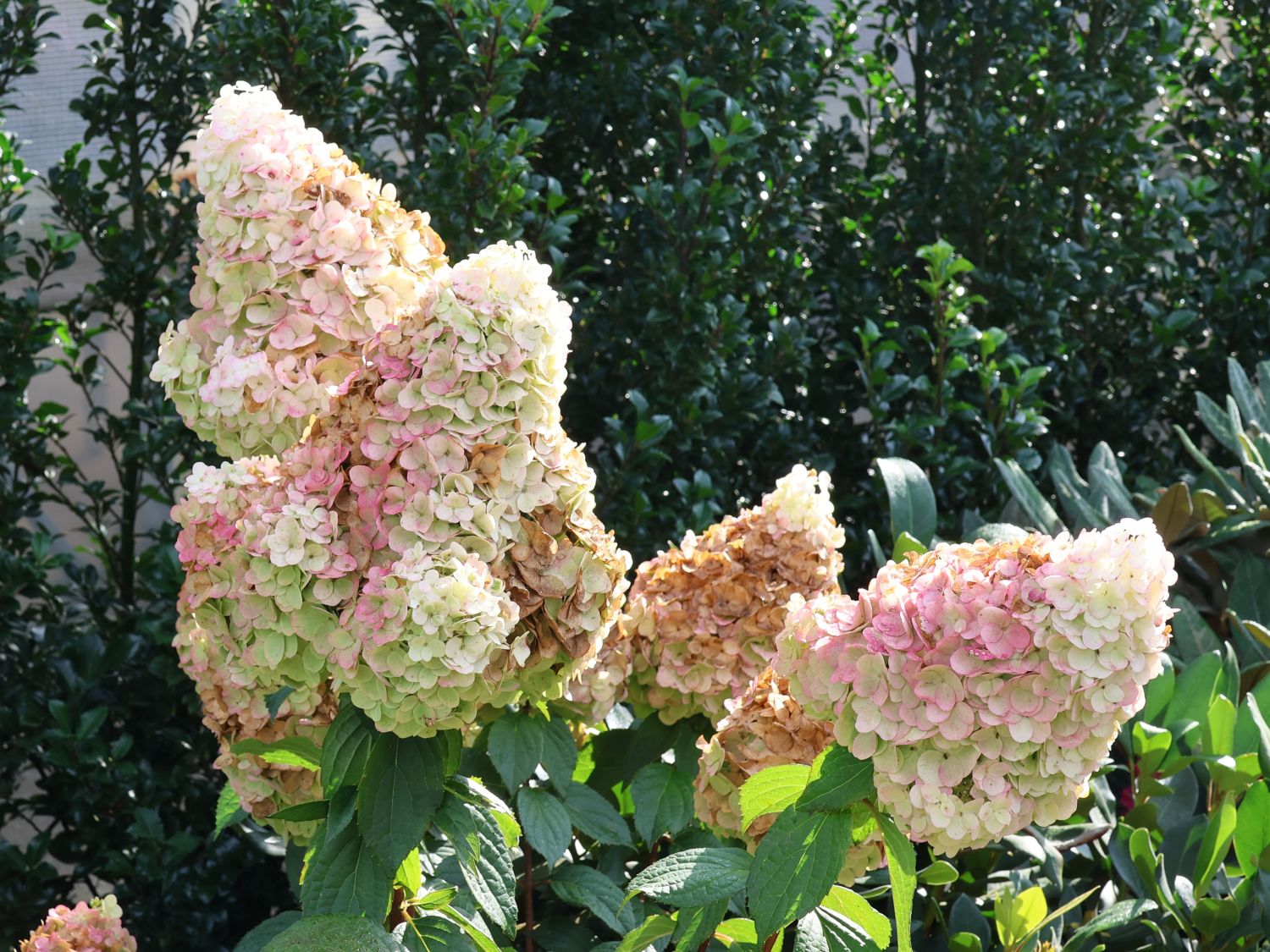Rispenhortensie 'Magical Mont Blanc' ® - Hydrangea paniculata 'Magical Mont Blanc' ®