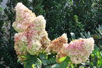 Rispenhortensie 'Magical Mont Blanc' ® - Hydrangea paniculata 'Magical Mont Blanc' ®