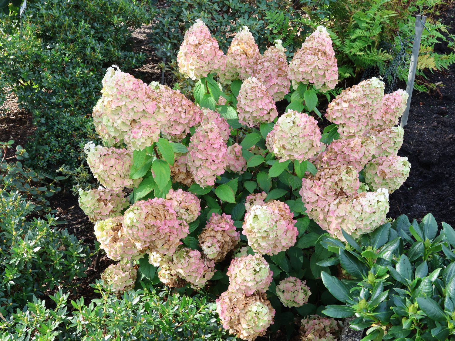 Rispenhortensie 'Magical Mont Blanc' ® - Hydrangea paniculata 'Magical Mont Blanc' ®